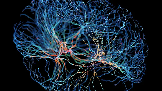 Brain connectomics